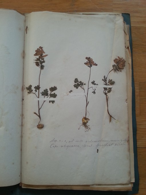 Herbarium
