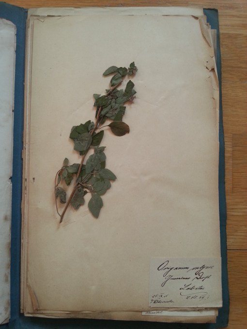 Herbarium