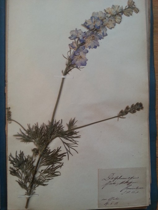 Herbarium