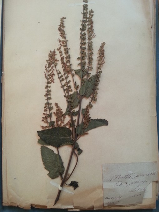 Herbarium