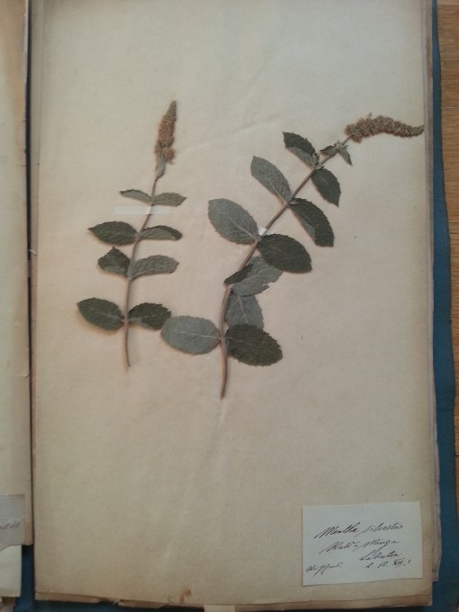 Herbarium