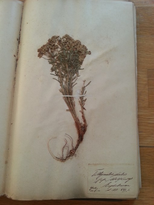 Herbarium