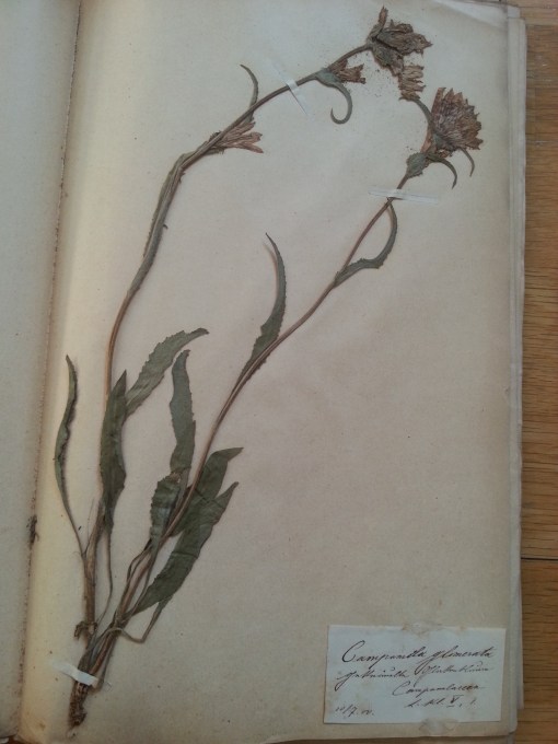 Herbarium