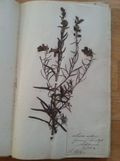 Herbarium
