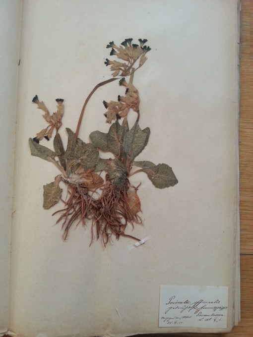 Herbarium