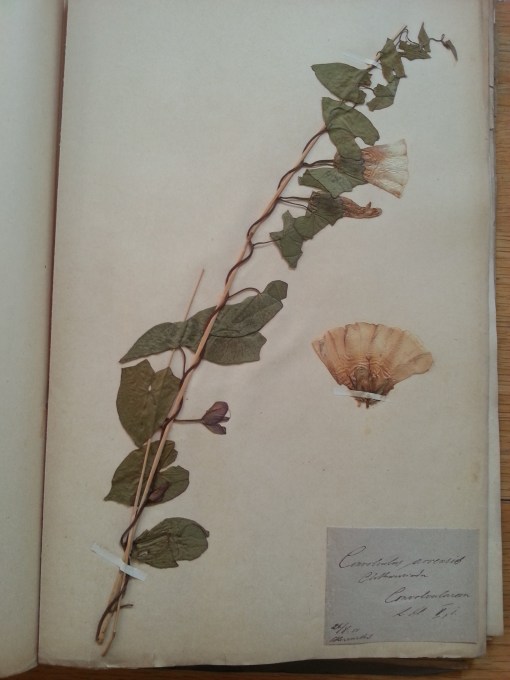 Herbarium
