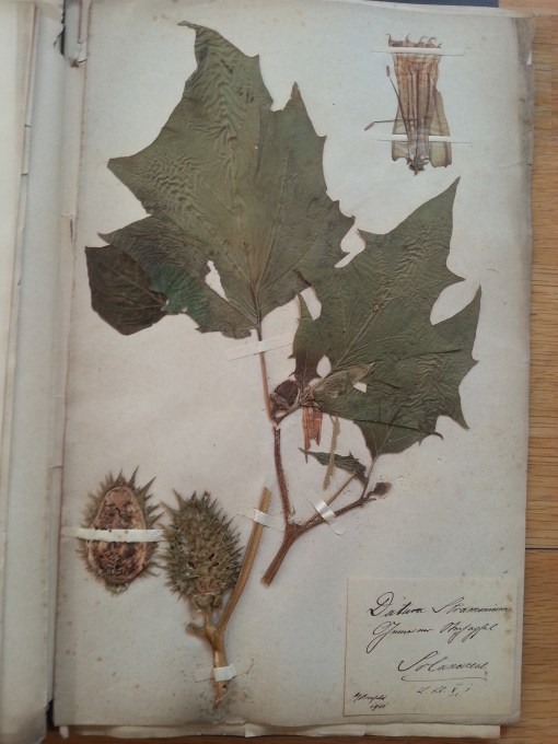 Herbarium