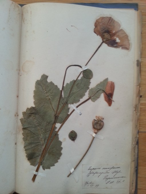 Herbarium