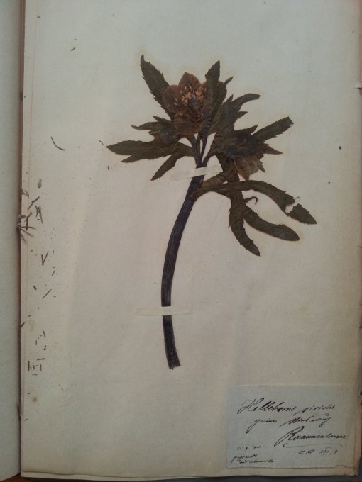 Herbarium