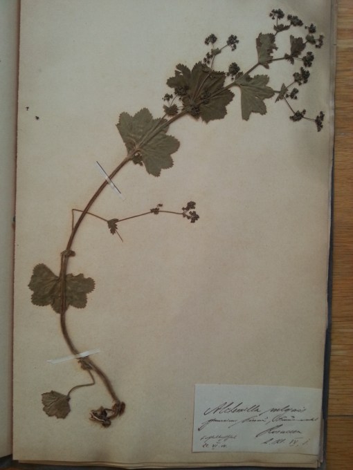 Herbarium